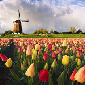 Lots Under Development, 